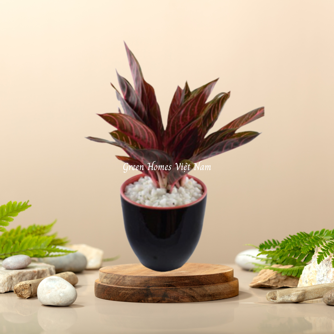 Cây Bao Thanh Thiên